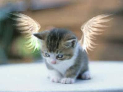 ange